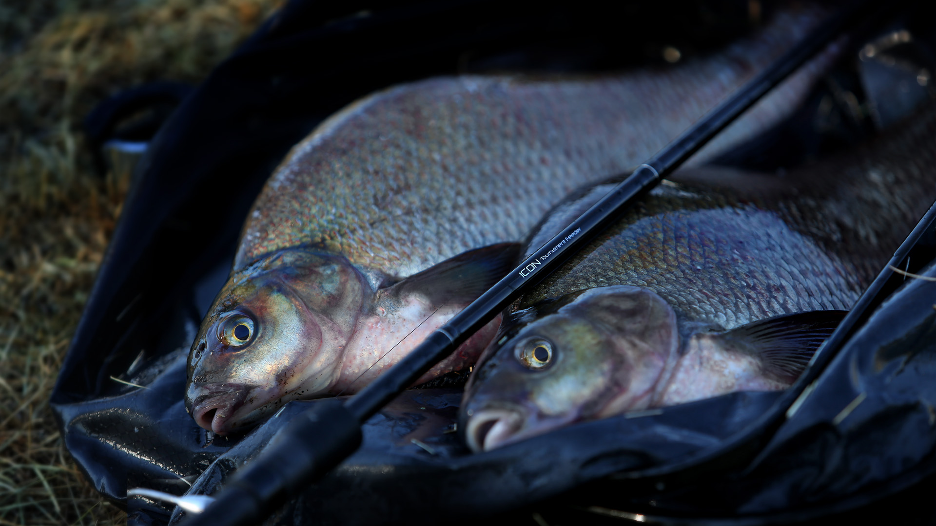 PLAYING AT SHORT DISTANCE AS THE BASIS OF A SPORTS FEEDER