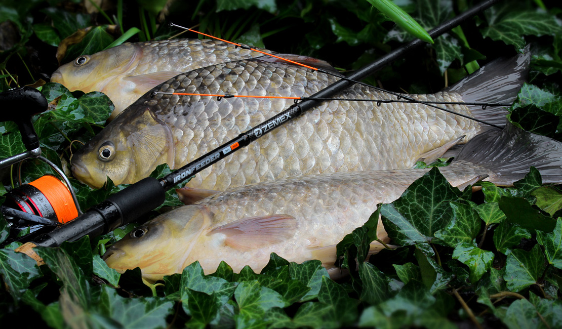 Several Crucian Carp Fishing Rod Cage Stock Photo 722460055