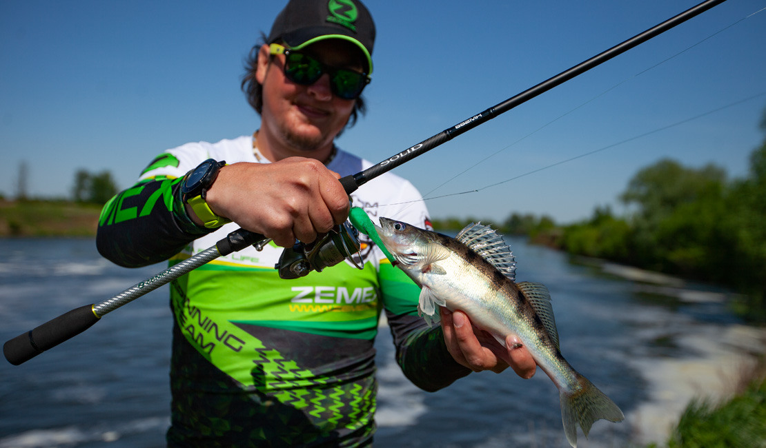 a small zander biting a green jig bait, fisherman holding it in